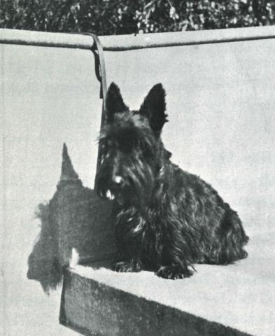 A black and white photo fo Paddy the miniature schnauzer sitting on a bench